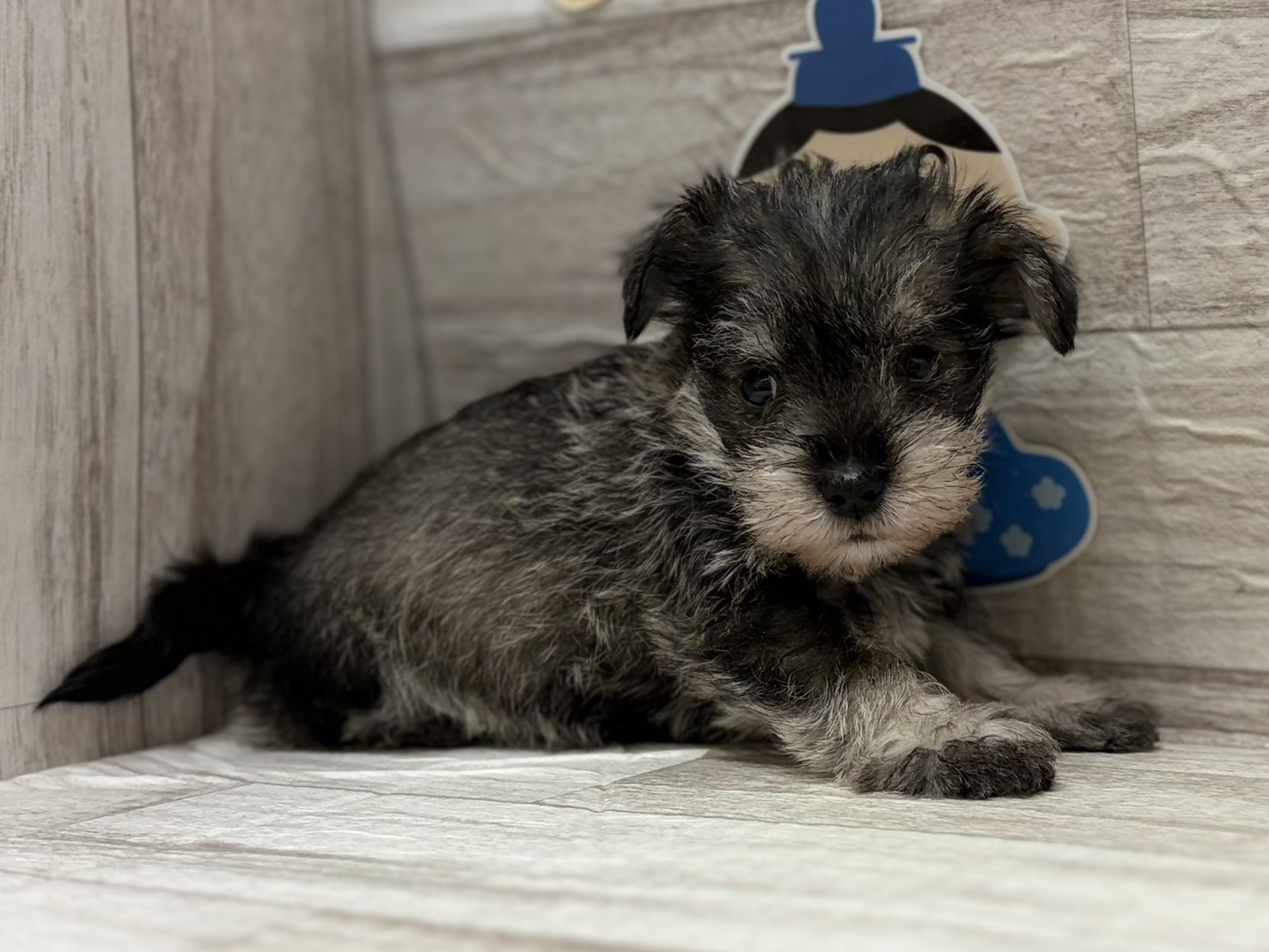 Mix(マルチーズ×ミニチュアシュナウザー)