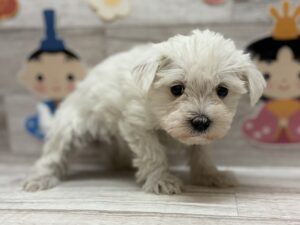 Mix(マルチーズ×ミニチュアシュナウザー)　￥217,800(税込)