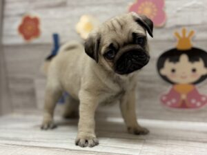 パグ　￥437,800(税込)