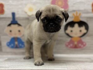 パグ　￥283,800(税込)