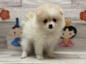 ①ポメラニアン　￥272,800(税込)