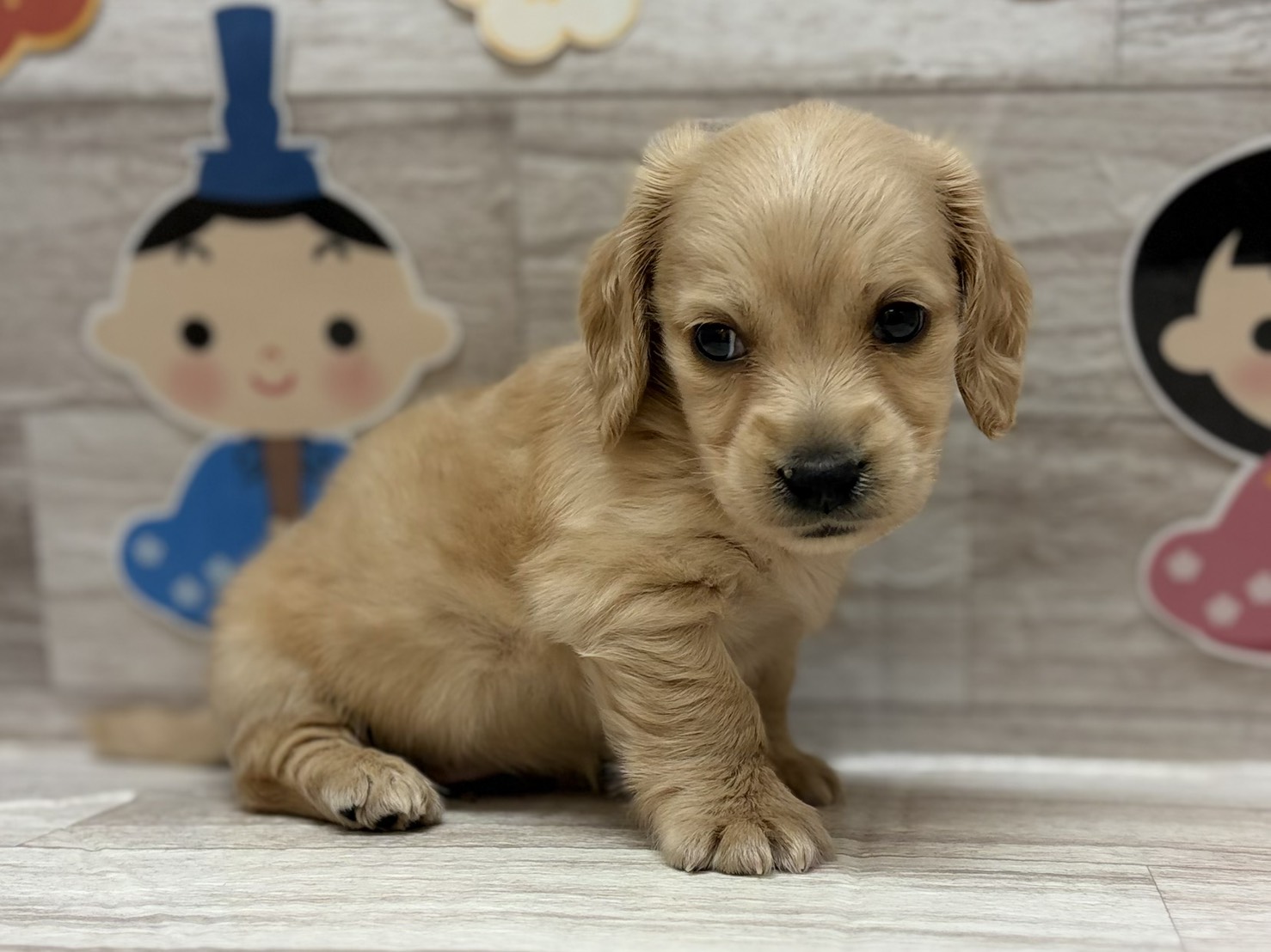 ②ミニチュアダックスフンド(ロング)