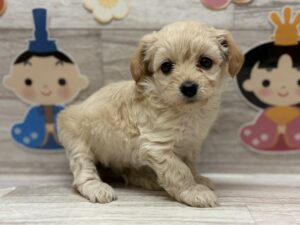 ⑧チワワ(ロング)alt=