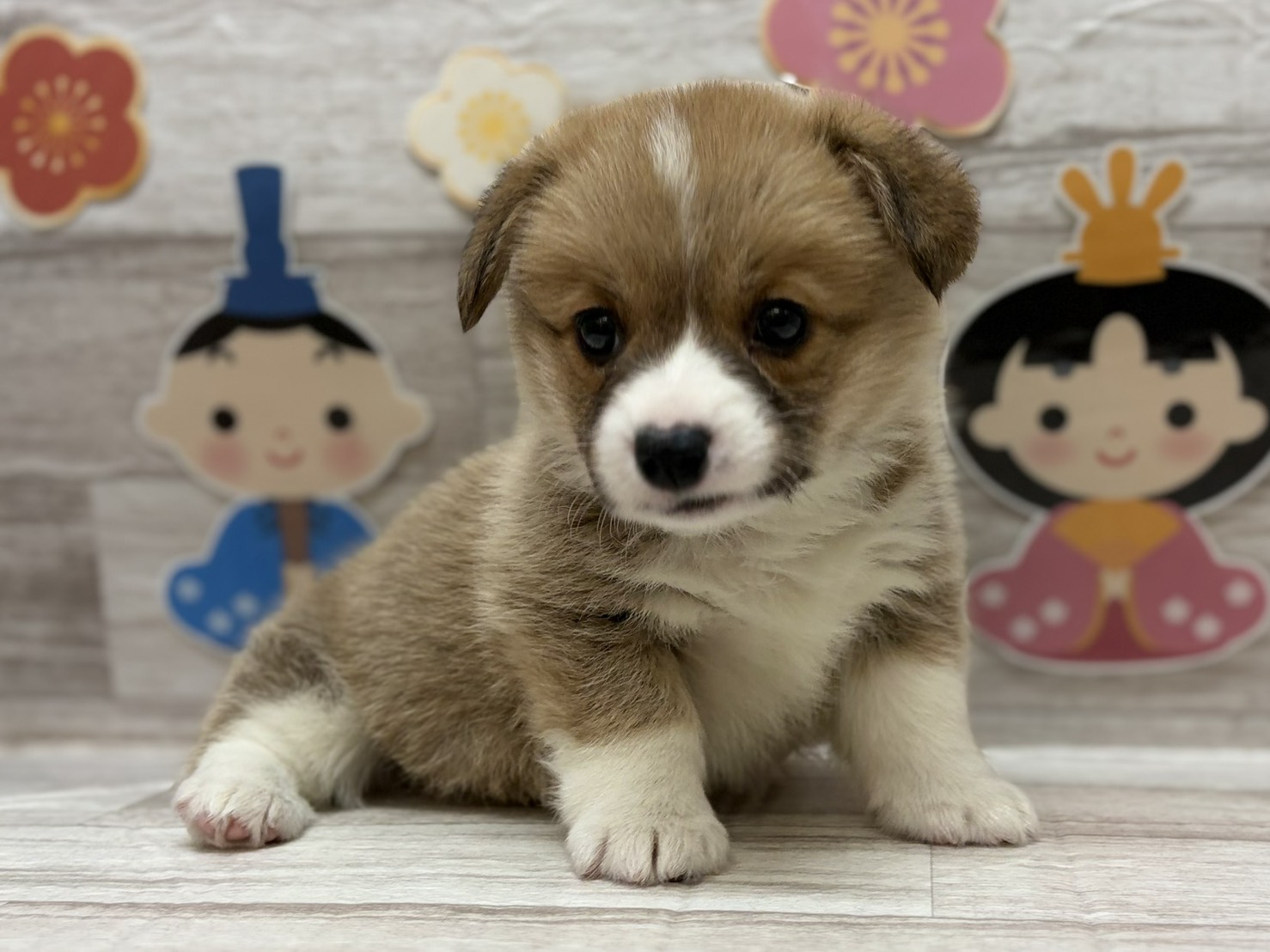 ③ウェルシュコーギーペンブローク