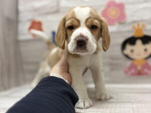 ④ビーグル　￥239,800(税込)