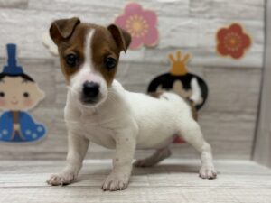 ②ジャックラッセルテリア　￥250,800(税込)