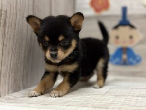 ③Mix(豆柴×チワワ(ロング))　￥283,800(税込)