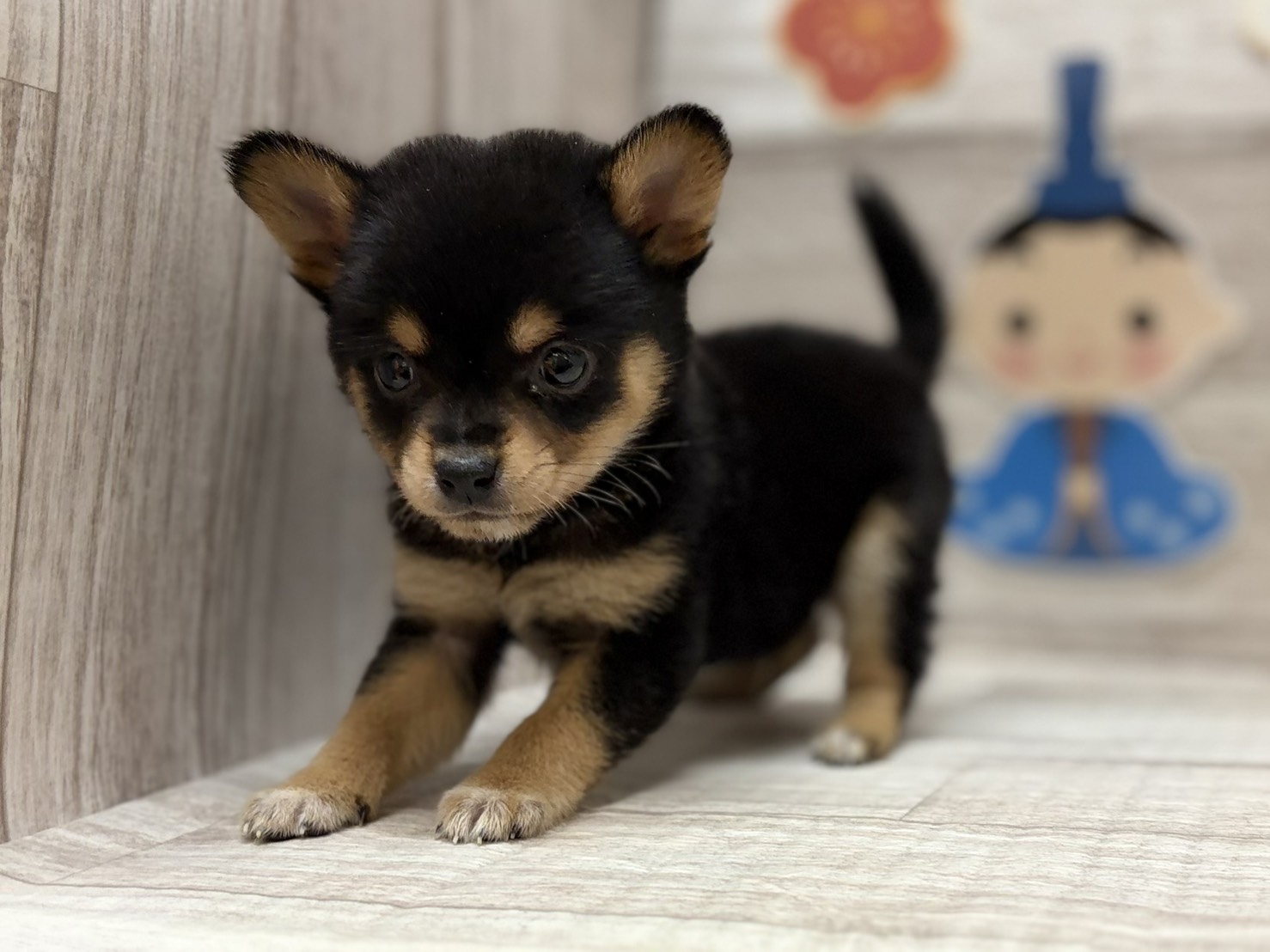 ③Mix(豆柴×チワワ)