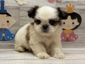 ⑤Mix(ペキニーズ×シーズー)　￥283,800(税込)→3/5まで￥2178000(税込)