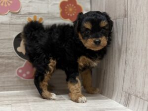 ④Mix(トイプードル×チワワ)　￥217,800(税込)