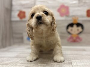 ①アメリカンコッカースパニエル　￥327,800(税込)