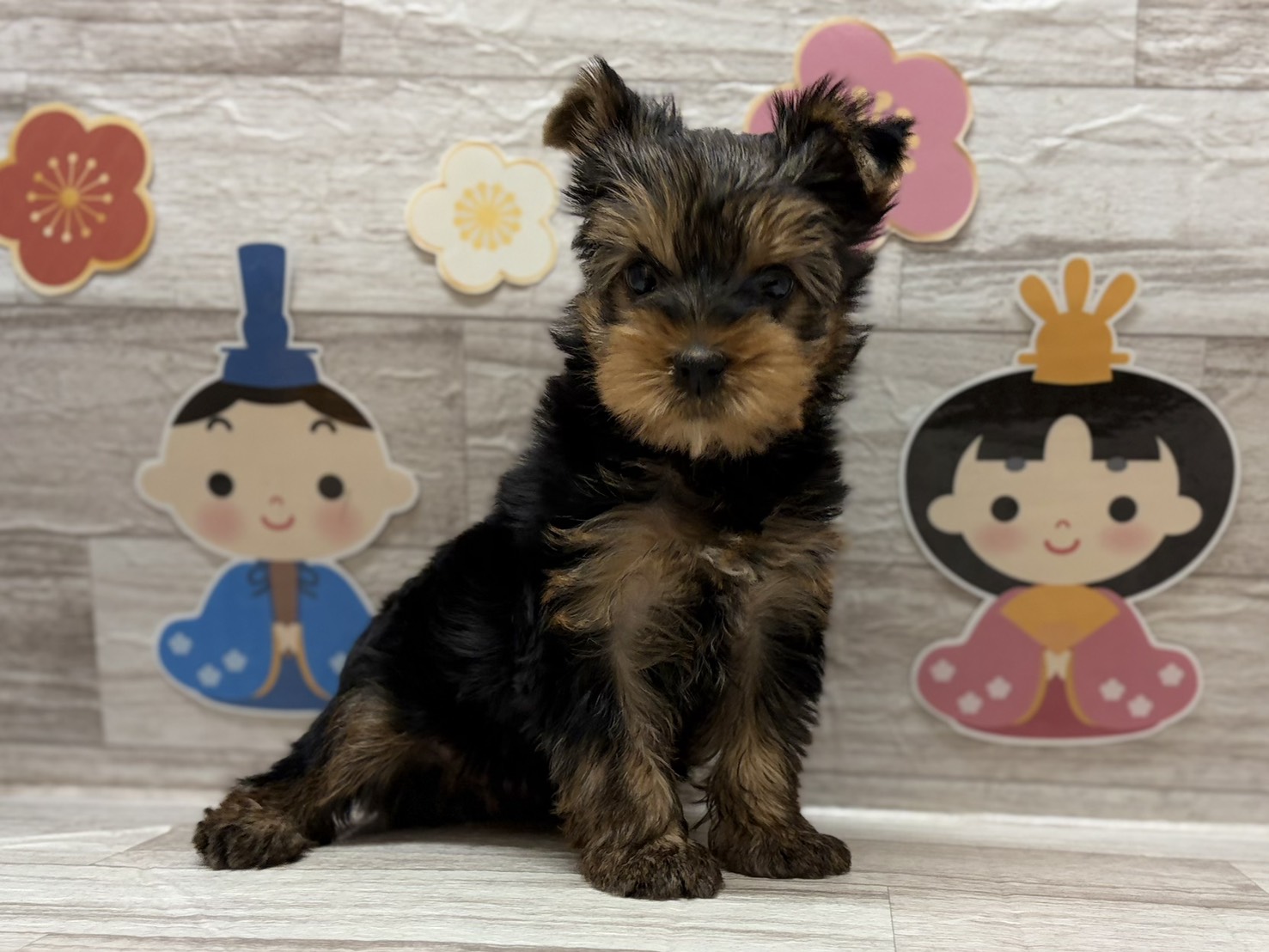 ②ヨークシャーテリア