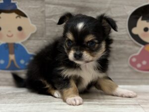 ③Mix(チワワ×パピヨン)　￥294,800(税込)