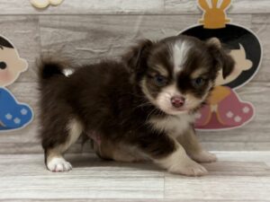 ④Mix(チワワ×パピヨン)　￥316,800(税込)