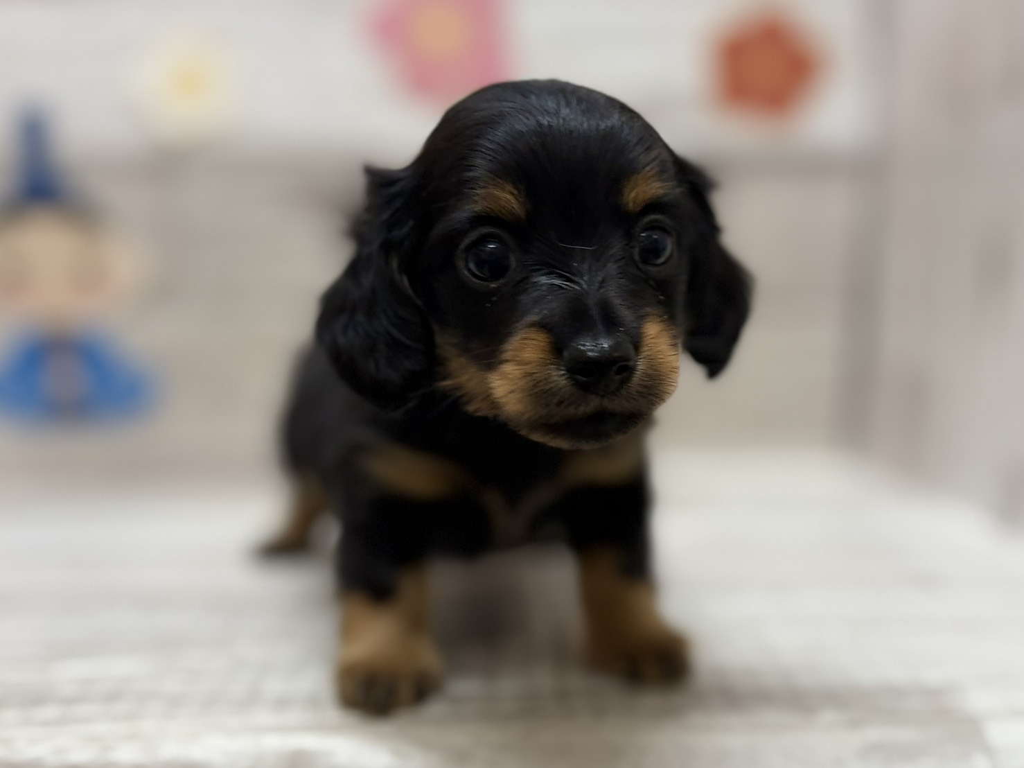 ⑤Mix(カニヘンダックスフンド×チワワ)