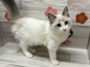 ④ラグドール　￥261,800(税込)