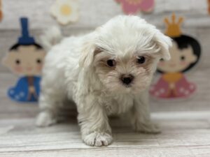 マルチーズ　￥250,800(税込)→3/12まで￥195,800(税込)