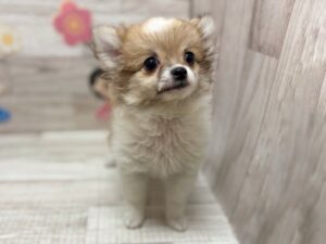 ⑤Mix(ポメラニアン×チワワ)　￥250,800(税込)