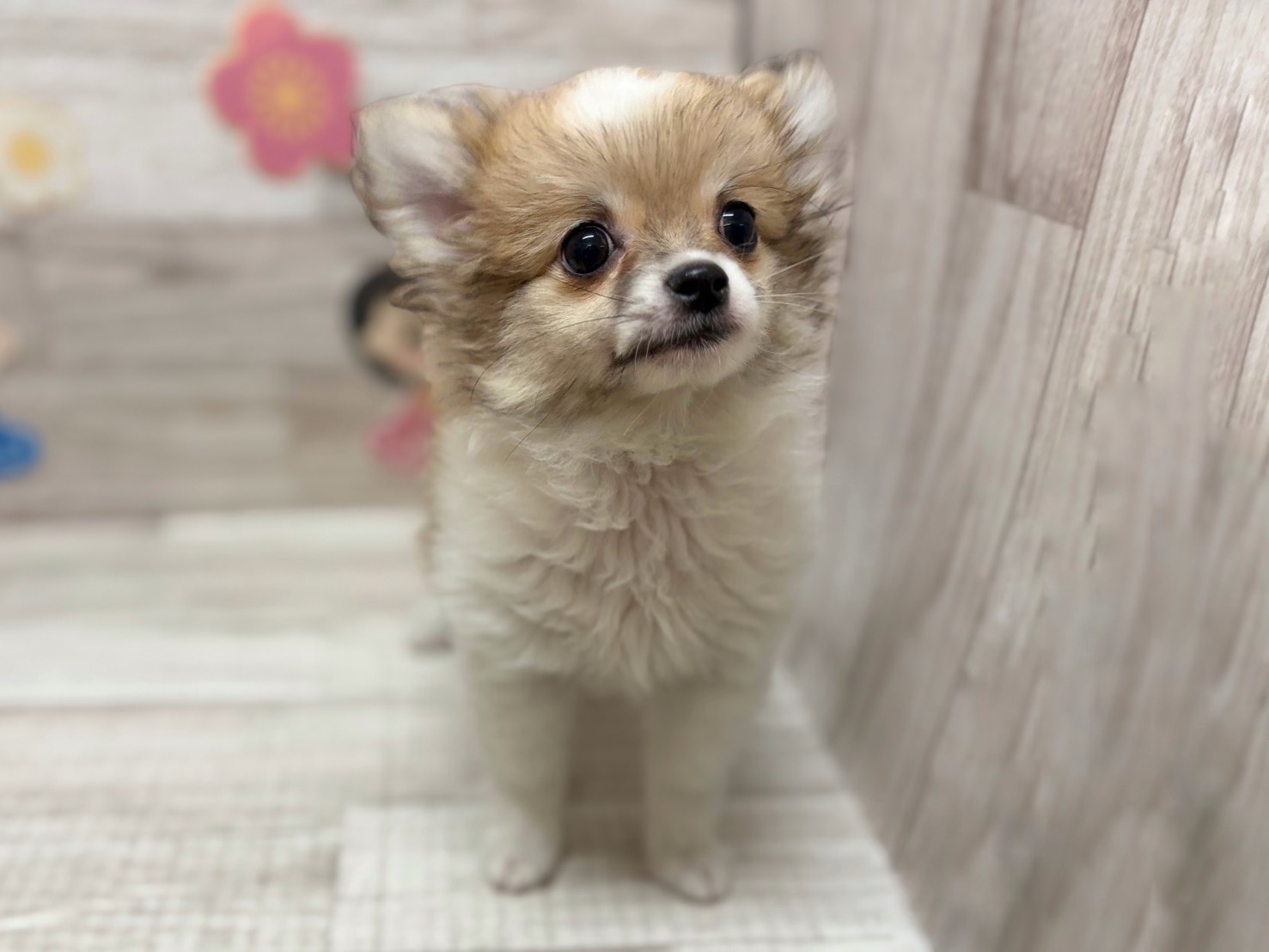 ⑤Mix(ポメラニアン×チワワ)