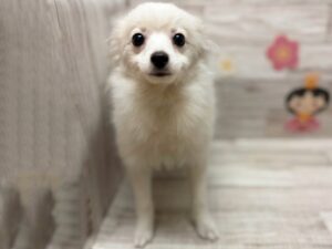 ④ポメラニアン　総額¥370,860(税込)→￥150,000(税込)