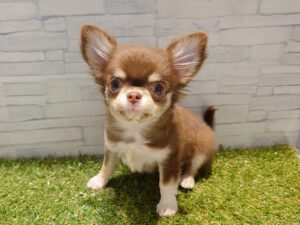 チワワ(ロング)￥405,900(税込)
