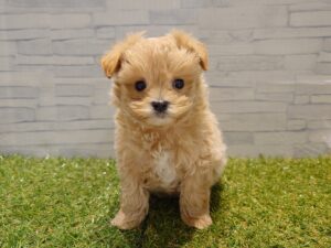 ⑪Mix(父トイプードル×母マルチーズ)￥394,900(税込)→3/1迄￥361,900(税込)