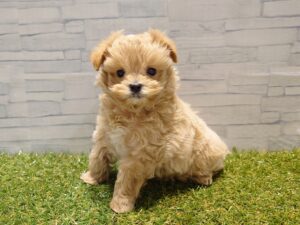 ⑪Mix(父トイプードル×母マルチーズ)￥394,900(税込)→3/1迄￥361,900(税込)