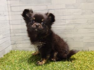 MIX（父ポメラニアン×母チワワ（ロング））￥273,900(税込) → 3/12迄￥251,900(税込)