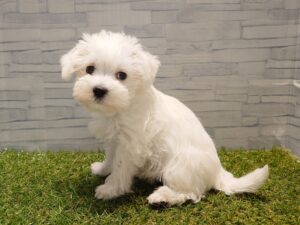 MIX（マルチーズ×ミニチュアシュナウザー）￥218,900(税込)→3/12迄￥174,900(税込)