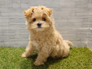 ⑪MIX(父トイプードル×母マルチーズ)￥328,900(税込)→3/23迄￥295,900（税込）