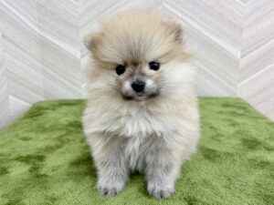 ①ポメラニアン￥328,900(税込)