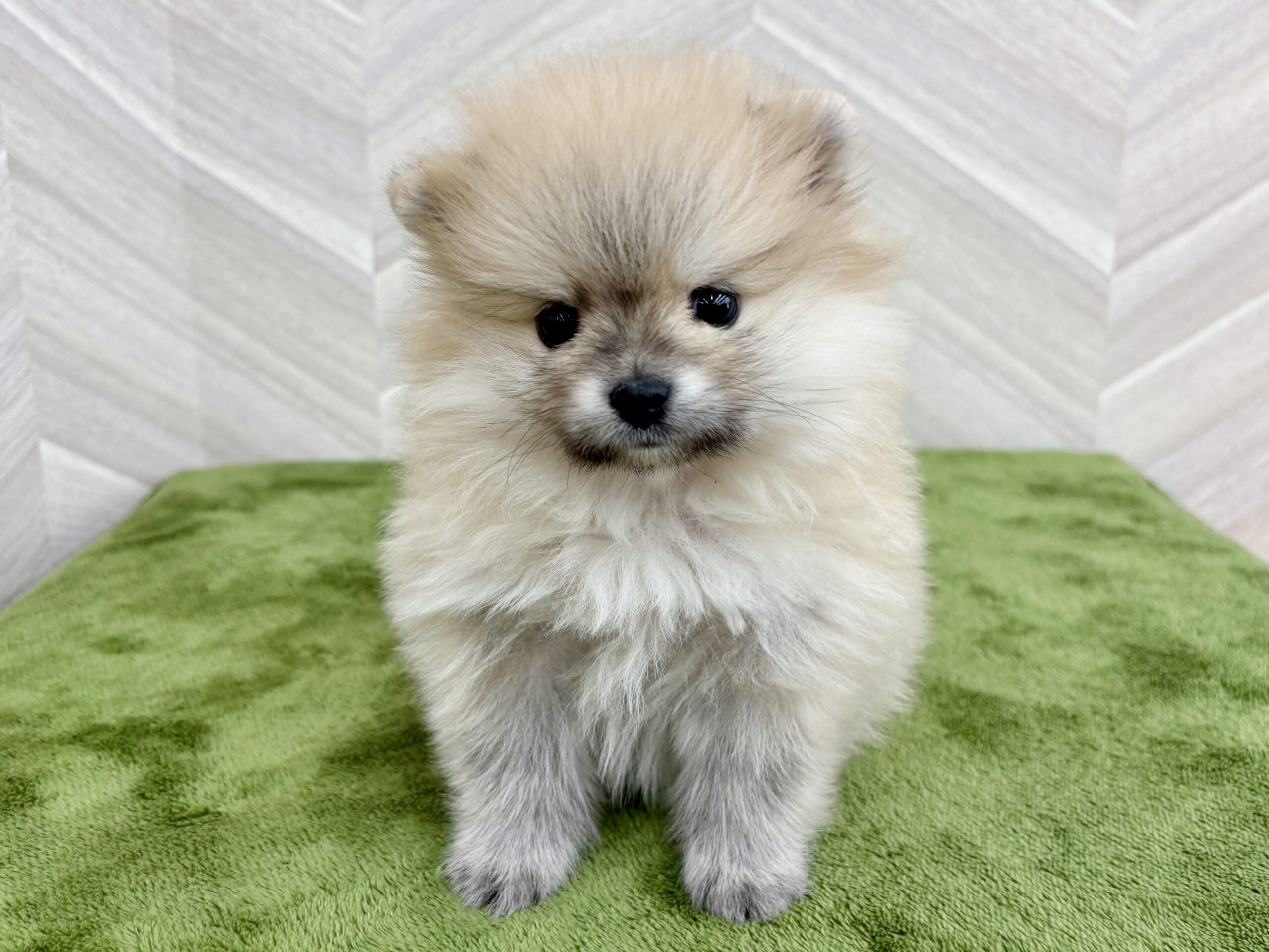 ①ポメラニアン