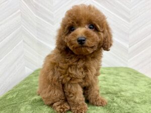 ⑥Mix(父トイプードル×母チワワ（ロング）)alt=