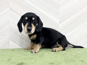 ③ミニチュアダックスフンド(スムース)￥295,900(税込)