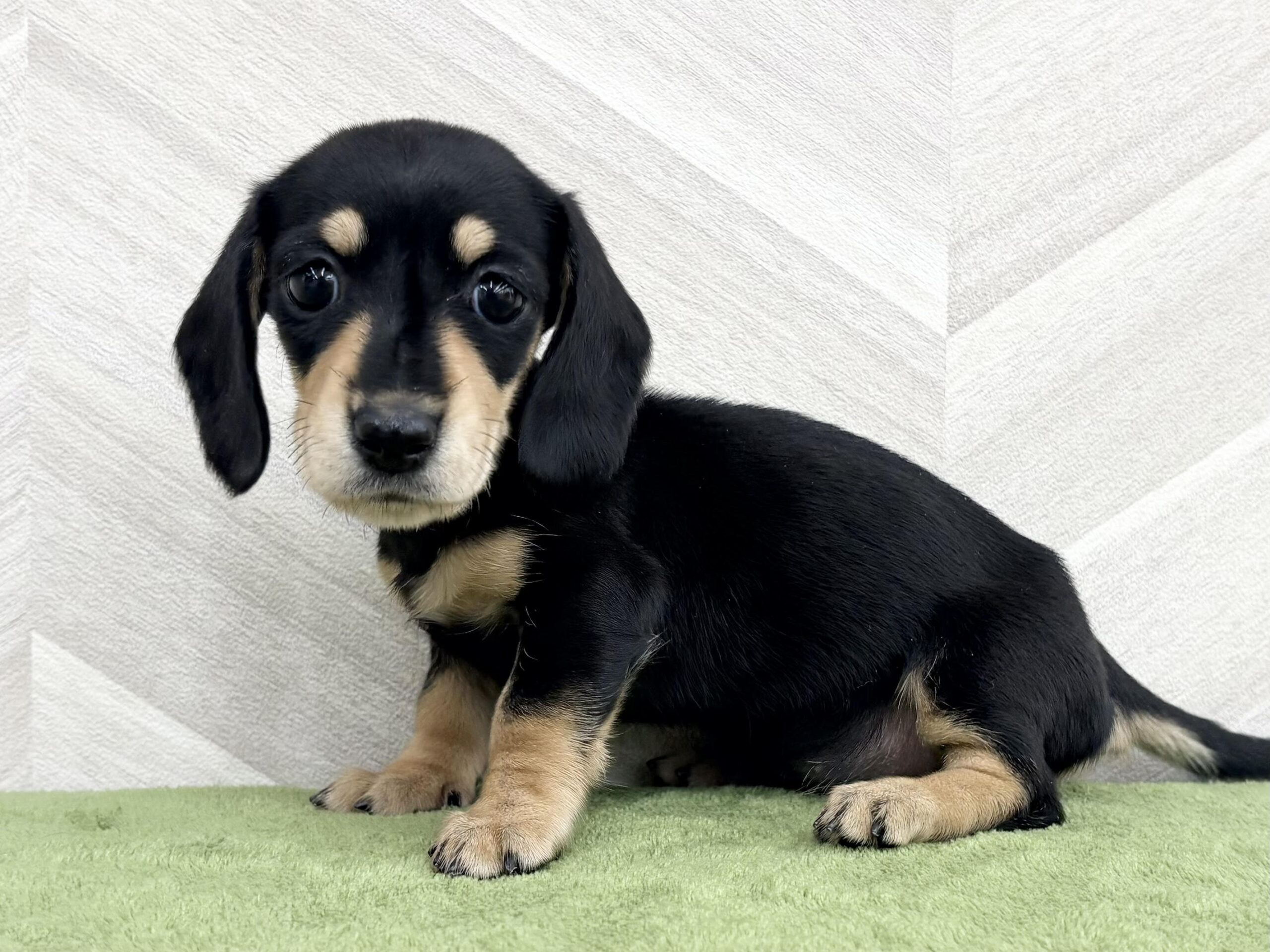 ③ミニチュアダックスフンド(スムース)