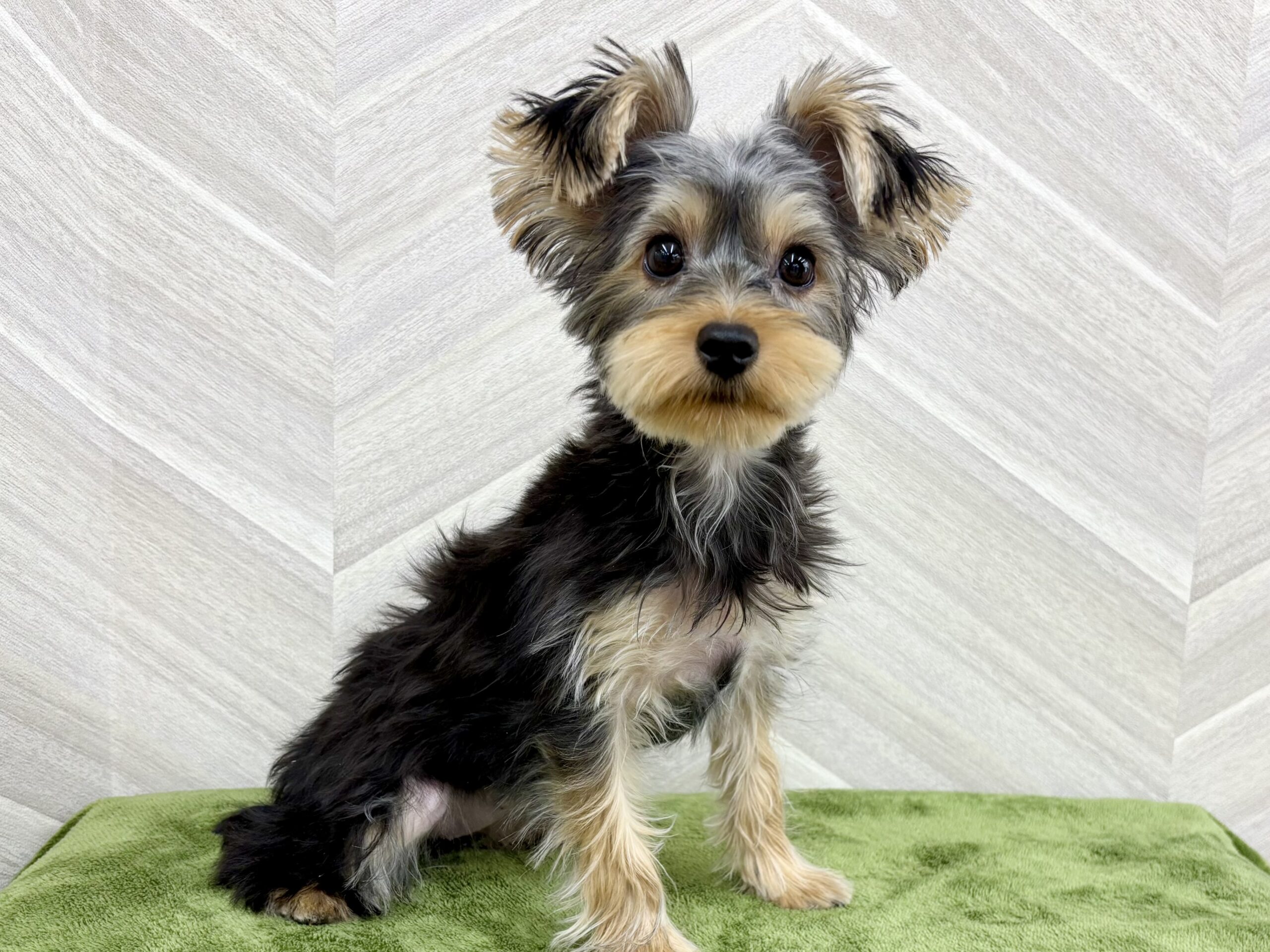 ヨークシャーテリア