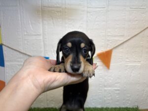 ③ミニチュアダックスフンド(スムース)￥295,900(税込)→2/16まで￥262,900(税込)