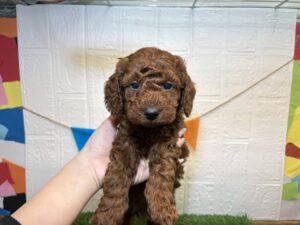 トイプードル￥185,900(税込)→2/16まで￥152,900(税込)