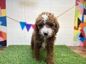 トイプードル￥185,900(税込)→2/16まで￥152,900(税込)