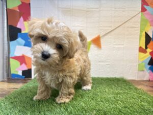 MIX（マルチーズ×トイプードル）￥229,900(税込)→2/16まで￥196,900(税込)