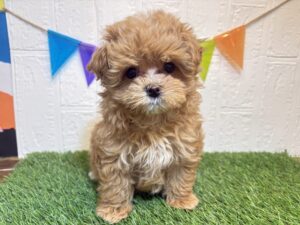 ⑫Mix(父トイプードル×母マルチーズ)