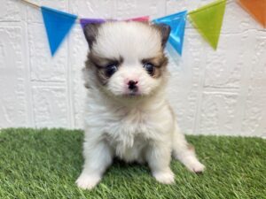 ①Mix（父ポメラニアン×母チワワ（ロング））￥295,900(税込)→2/23まで￥262,900(税込)