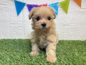 ④Mix(父トイプードル×母マルチーズ)￥295,900(税込)→2/23まで￥262,900(税込)