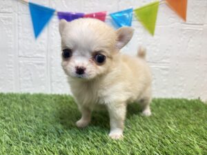 ⑤チワワ(ロング)￥328,900(税込)→2/23まで￥295,900(税込)