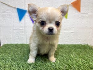 ⑧チワワ(ロング)￥240,900(税込)→2/23まで￥207,900(税込)