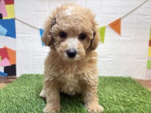 MIX(マルチーズ×トイプードル)￥185,900(税込)→2/23まで￥152,900(税込)