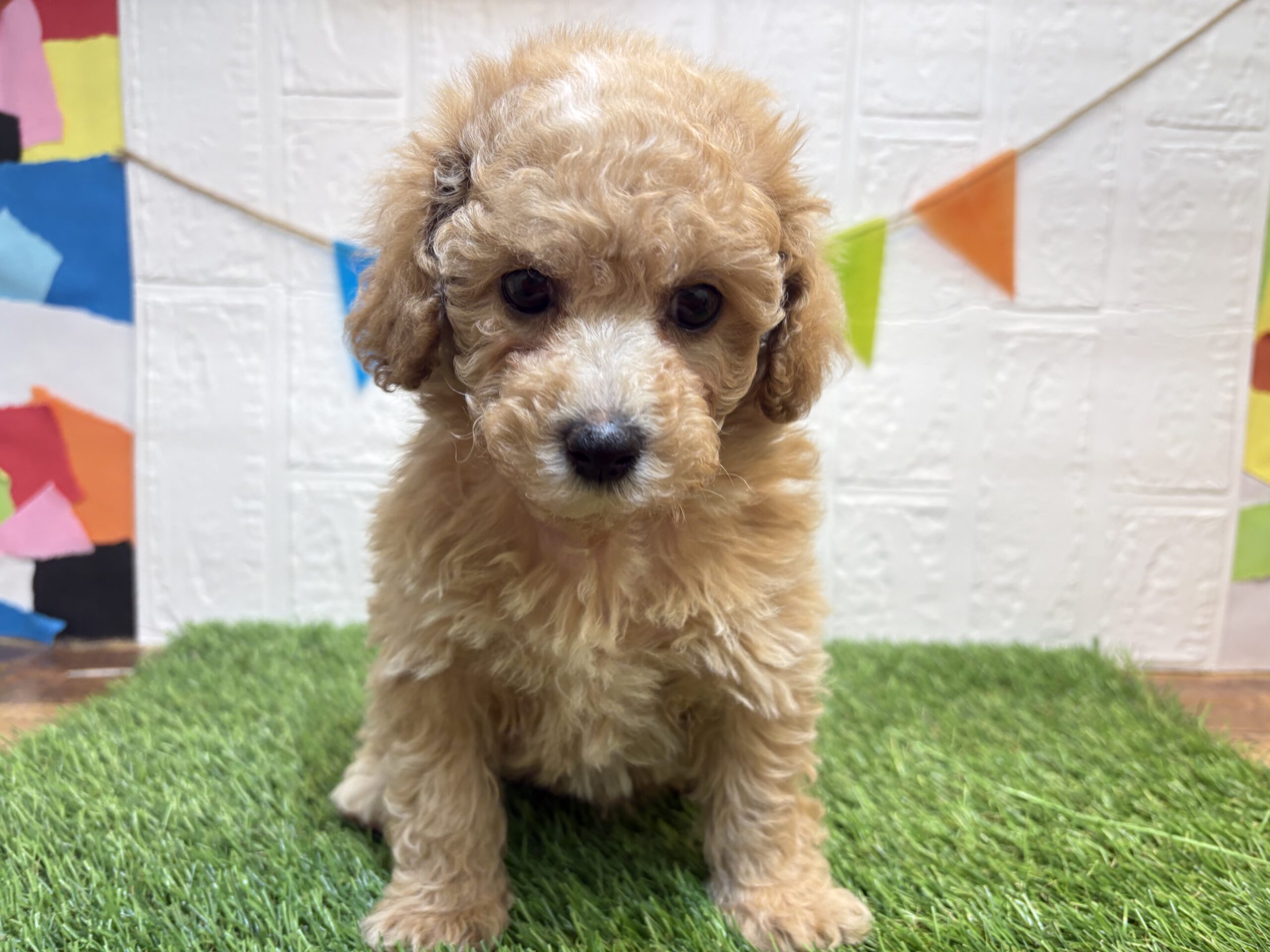 MIX(マルチーズ×トイプードル)