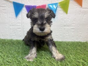 ②ミニチュアシュナウザー￥317,900(税込)