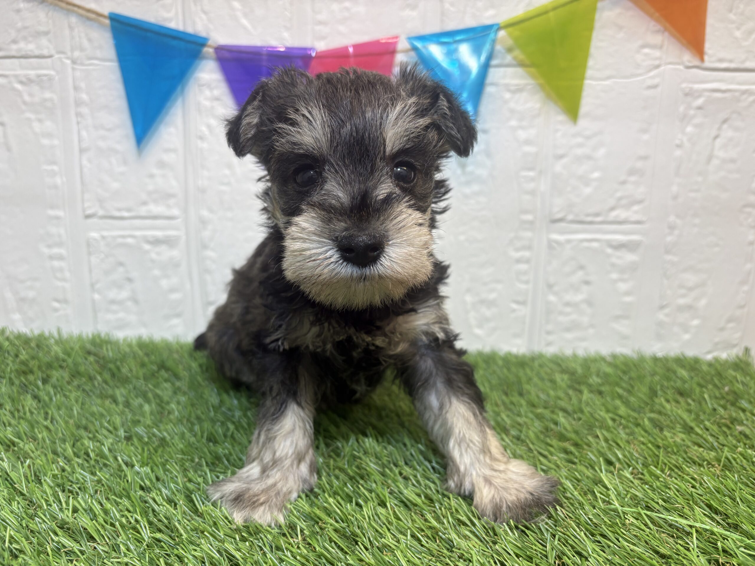 ②ミニチュアシュナウザー