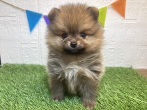 ③ポメラニアン￥295,900(税込)3/2まで→￥262,900(税込)